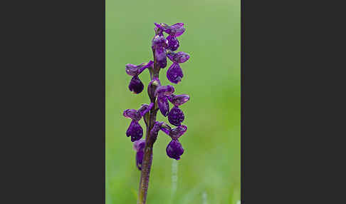 Kleines Knabenkraut (Orchis morio)