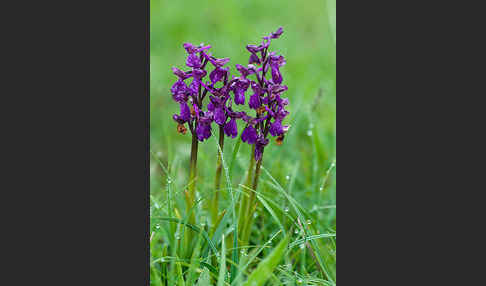 Kleines Knabenkraut (Orchis morio)