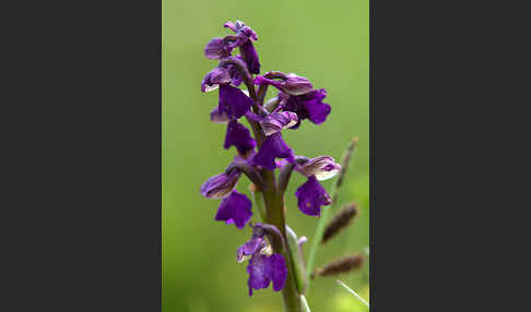 Kleines Knabenkraut (Orchis morio)