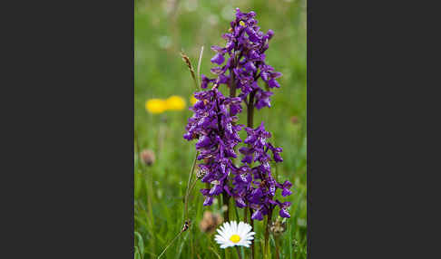 Kleines Knabenkraut (Orchis morio)