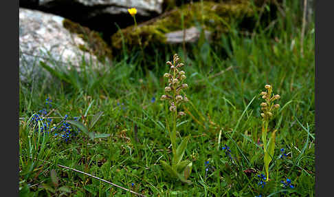 Grüne Hohlzunge (Coeloglossum viride)