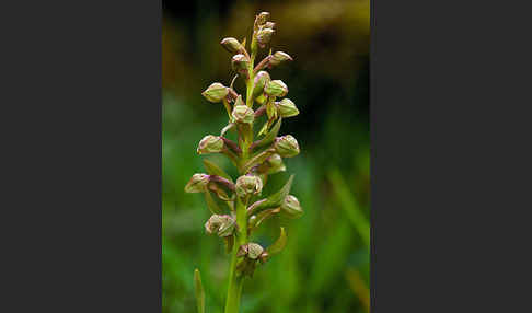 Grüne Hohlzunge (Coeloglossum viride)