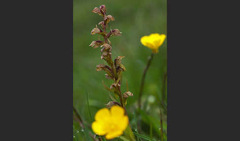 Grüne Hohlzunge (Coeloglossum viride)