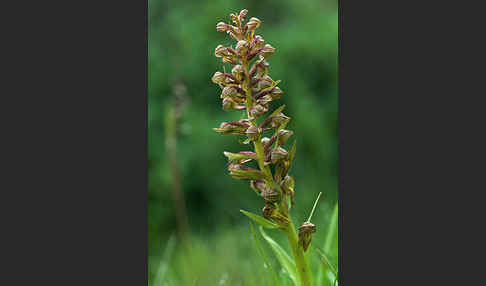 Grüne Hohlzunge (Coeloglossum viride)