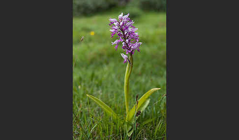 Helm-Knabenkraut (Orchis militaris)