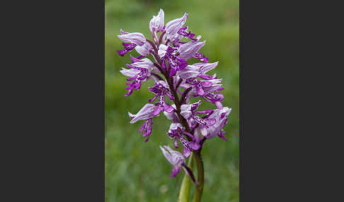 Helm-Knabenkraut (Orchis militaris)