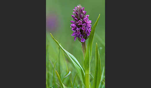 Fleischfarbenes Knabenkraut (Dactylorhiza incarnata)