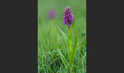 Fleischfarbenes Knabenkraut (Dactylorhiza incarnata)