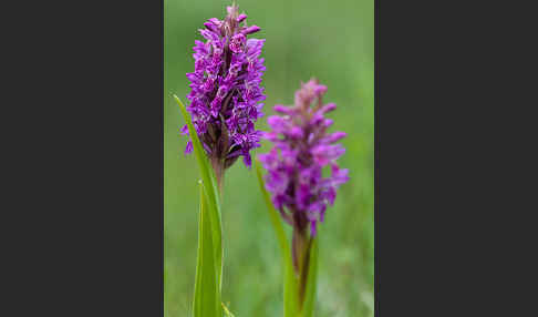 Fleischfarbenes Knabenkraut (Dactylorhiza incarnata)