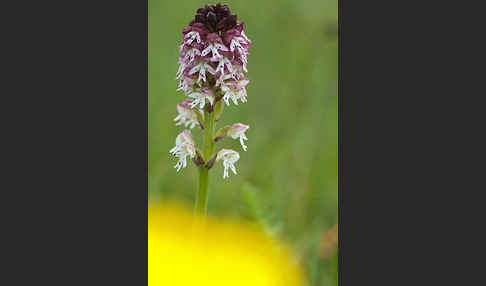 Brand-Knabenkraut (Orchis ustulata)