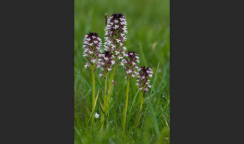 Brand-Knabenkraut (Orchis ustulata)