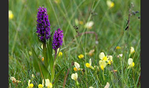 Fleischfarbenes Knabenkraut (Dactylorhiza incarnata)