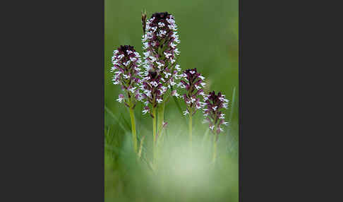 Brand-Knabenkraut (Orchis ustulata)