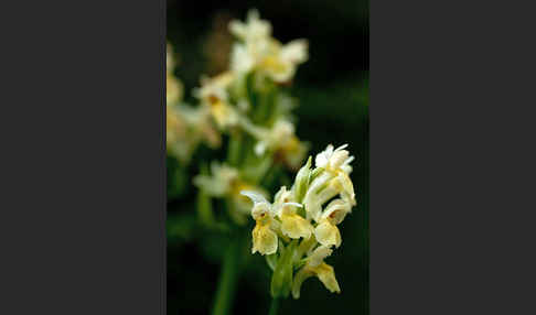 Holunder-Knabenkraut (Dactylorhiza sambucina)