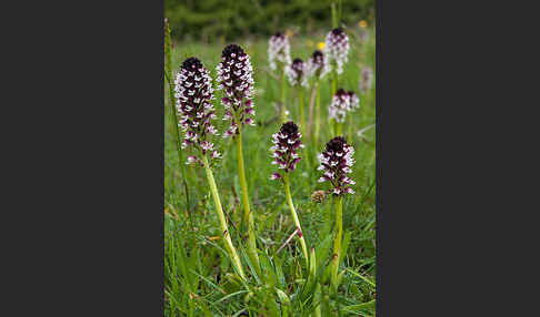 Brand-Knabenkraut (Orchis ustulata)