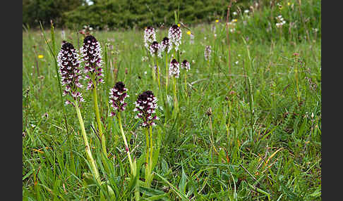 Brand-Knabenkraut (Orchis ustulata)