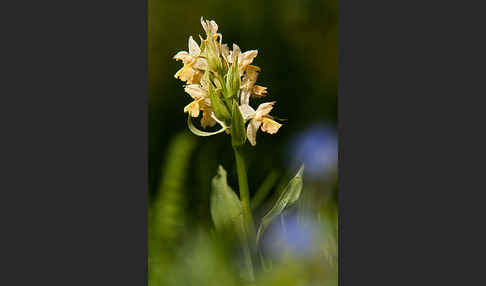 Holunder-Knabenkraut (Dactylorhiza sambucina)