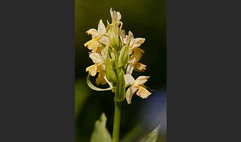 Holunder-Knabenkraut (Dactylorhiza sambucina)