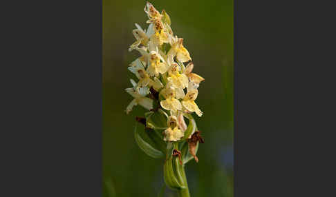 Holunder-Knabenkraut (Dactylorhiza sambucina)