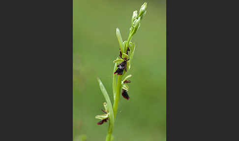 Fliegen-Ragwurz (Ophrys insectifera)