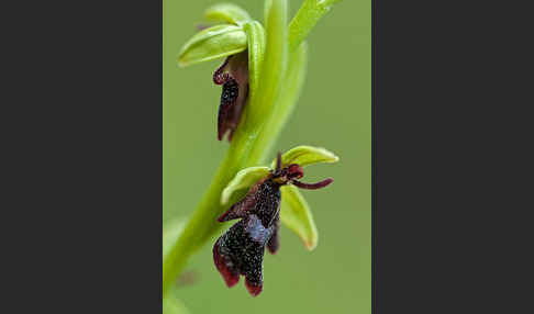 Fliegen-Ragwurz (Ophrys insectifera)