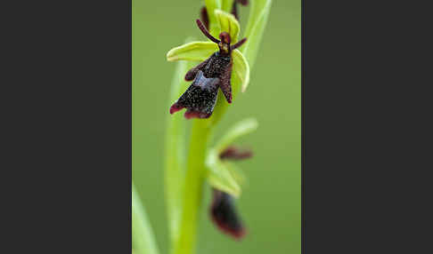 Fliegen-Ragwurz (Ophrys insectifera)