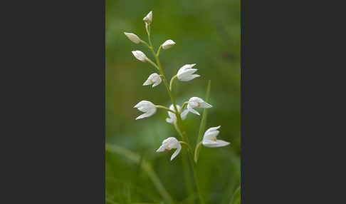 Schwertblättriges Waldvögelein (Cephalanthera longifolia)