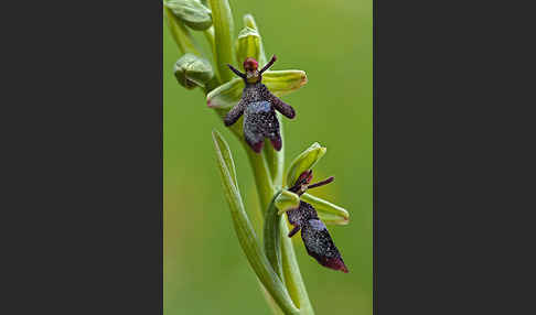 Fliegen-Ragwurz (Ophrys insectifera)