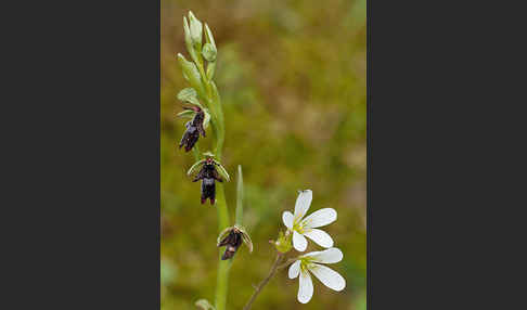 Fliegen-Ragwurz (Ophrys insectifera)