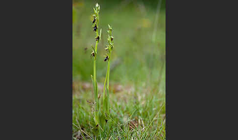 Fliegen-Ragwurz (Ophrys insectifera)
