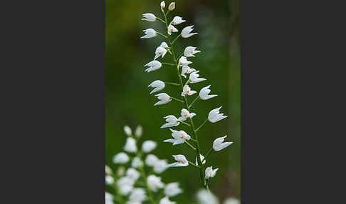 Schwertblättriges Waldvögelein (Cephalanthera longifolia)