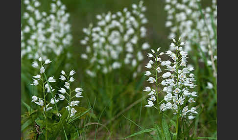 Schwertblättriges Waldvögelein (Cephalanthera longifolia)