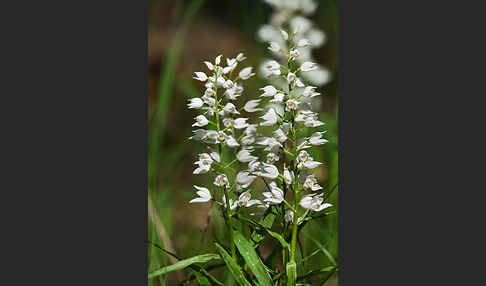 Schwertblättriges Waldvögelein (Cephalanthera longifolia)