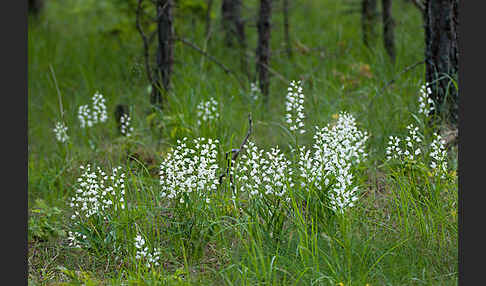 Schwertblättriges Waldvögelein (Cephalanthera longifolia)