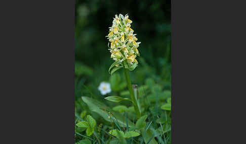 Holunder-Knabenkraut (Dactylorhiza sambucina)