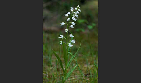 Schwertblättriges Waldvögelein (Cephalanthera longifolia)