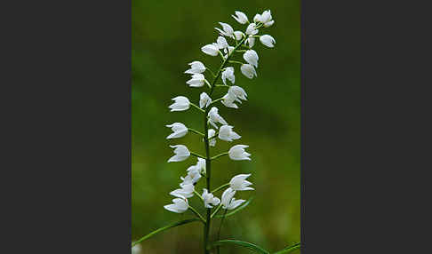 Schwertblättriges Waldvögelein (Cephalanthera longifolia)