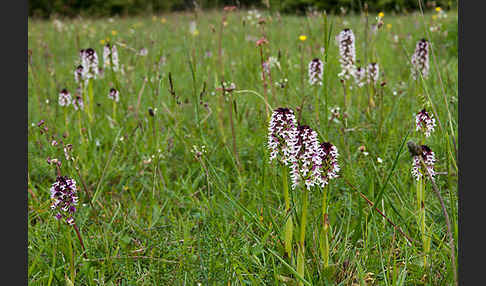 Brand-Knabenkraut (Orchis ustulata)