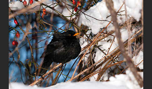 Amsel (Turdus merula)