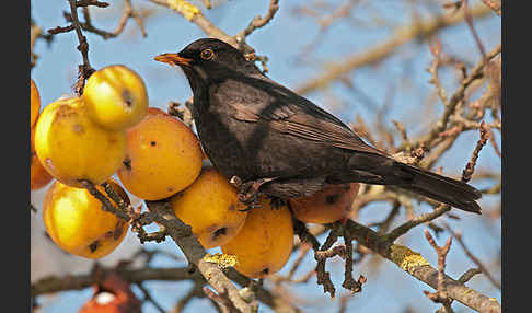 Amsel (Turdus merula)