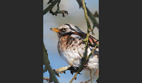 Wacholderdrossel (Turdus pilaris)