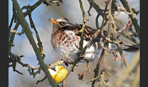 Wacholderdrossel (Turdus pilaris)