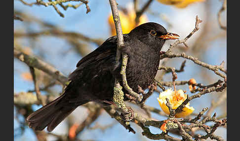 Amsel (Turdus merula)