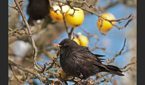 Amsel (Turdus merula)