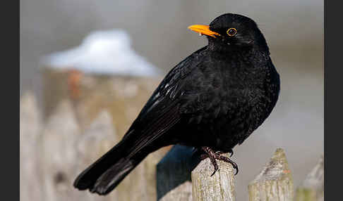 Amsel (Turdus merula)