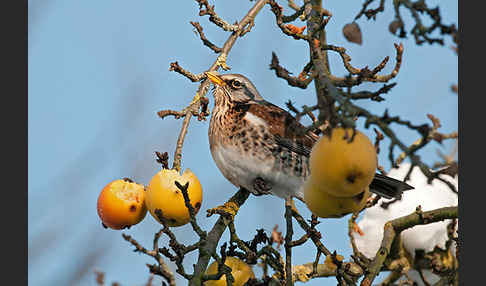 Wacholderdrossel (Turdus pilaris)