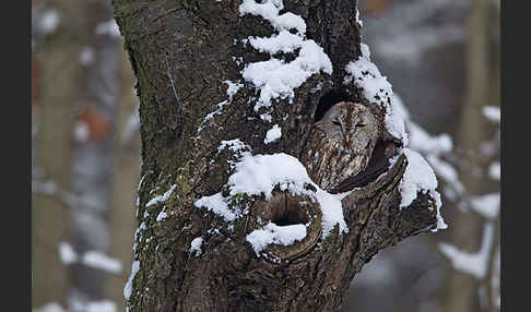 Waldkauz (Strix aluco)