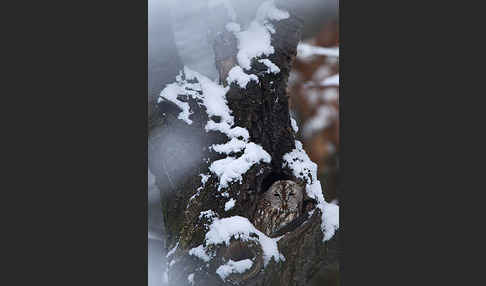 Waldkauz (Strix aluco)