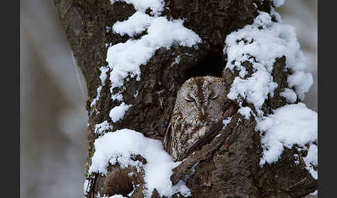 Waldkauz (Strix aluco)