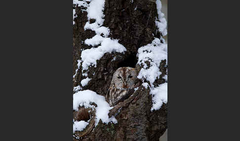 Waldkauz (Strix aluco)